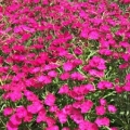 Dianthus- Ideal Select Rose