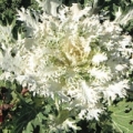 Kale - White Feathered