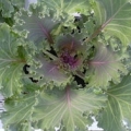 Kale- Nagoya Red Flowering