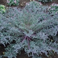 Kale- Peacock Red Flowering