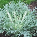 Kale- Peacock White Flowering