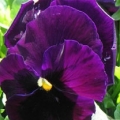 Pansy- Colossus Purple