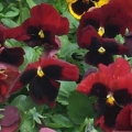 Pansy- Colossus Red