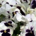 Pansy- Colossus White