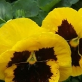 Pansy- Colossus Yellow