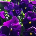 Pansy- Crown Purple