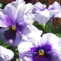 Pansy- Delta Light Blue