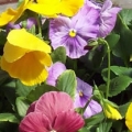 Pansy- Delta Monet Mix