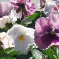 Pansy- Delta Pink Shades