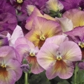 Pansy- Delta Premium Persian Medley