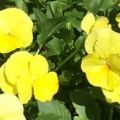 Pansy- Delta Premium Pure Primrose