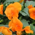 Pansy- Delta Pure Deep Orange