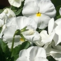 Pansy- Delta Pure Premium White