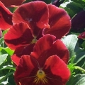 Pansy- Delta Pure Red