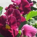 Pansy- Delta Pure Rose