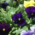 Pansy- Delta TriColor Mix