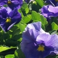 Pansy- Delta True Blue