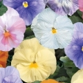 Pansy- Delta Water Colors Mix