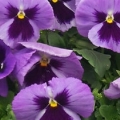 Pansy- Majestic Giants II Ocean