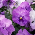 Pansy- Supreme Lavender Shades