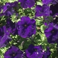 Petunia- Blue