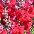 Snapdragon- Montego Red