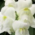 Snapdragon- Monteo White