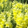 Snapdragon- Montego Yellow