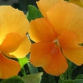 Viola- Pure Orange