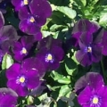 Viola- Rocky Bright Purple