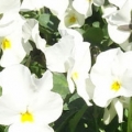 Viola- Rocky Pure White