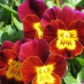 Viola- Rocky Red with Yellow Face