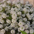 Alyssum