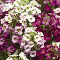 Alyssum Mix