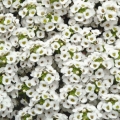 Alyssum White