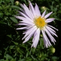 Autumn Aster