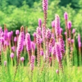 Blazing Star