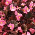 Bronze Begonia-Gin