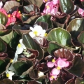 Bronze Begonia-Mix