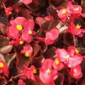 Bronze Begonia- Vodka