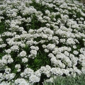 Candytuft