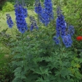 Delphinium