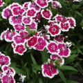 Dianthus