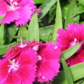 Dianthus- Ideal Select Violet