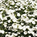Dianthus- Ideal Select White