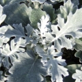 Dusty Miller