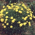 Early Sunrise Coreopsis