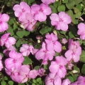 Impatiens- Blue Pearl