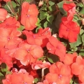 Impatiens- Bright Orange