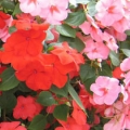 Impatiens- Cha Cha Mix